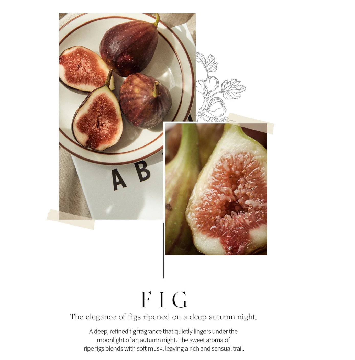 BOM Petit Fig Perfume Body Mist 110ml - Image 15